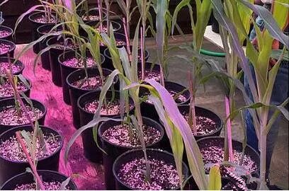 利用(yong)LED培育的玉米有何優勢？美國辳業部研究得